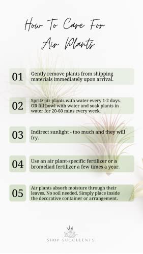 Shop Succulents | Assorted Collection for Home Décor, DIY Terrariums Variety of Species, Tropical House Plant, 100-Pack, Mix