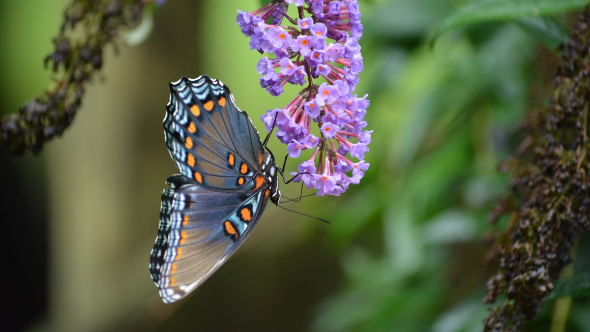 Black Matelassé nappa leather shoulder bag